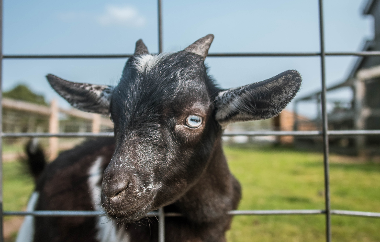 Dairy Milk Vs. Goat Milk